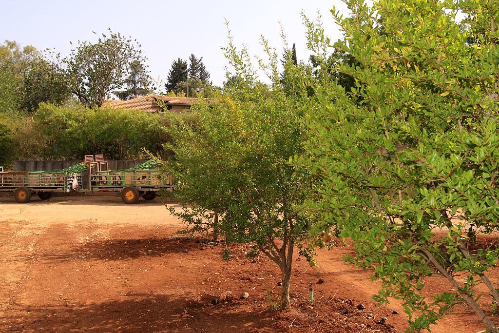 הוילה ראש פינה הפגודה בפינה מראה חיצוני תמונה